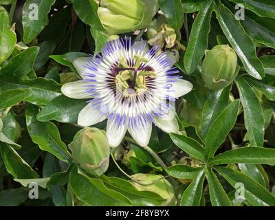 Nahaufnahme der blauen Blüte einer Passiflora Stockfoto