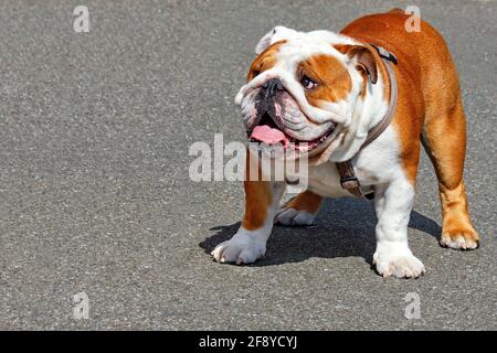 Eine große englische Bulldogge schaut nach oben und steht an einem hellen, sonnigen Tag vor einem Hintergrund grauer Asphaltwege. Speicherplatz kopieren. Stockfoto