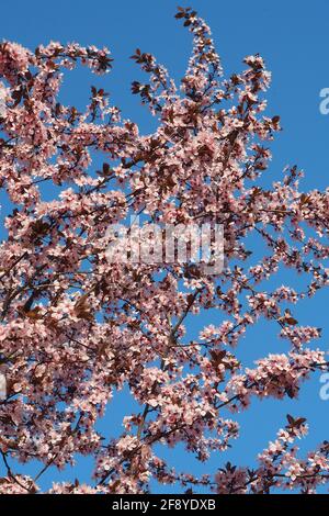 Kirschpflaume, Myrobalanpflaume, Prunus cerasifera Nigra, Kirschpflaume, Myrobolan, cseresznyeszilva, mirabolán, Budapest, Ungarn, Magyarország, Europa Stockfoto