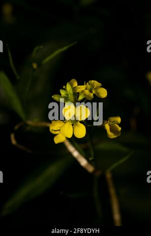 Senfblumen, Wai, Maharashtra, Indien Stockfoto