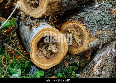 Gehacktes Holz im Garten, Frühling Stockfoto