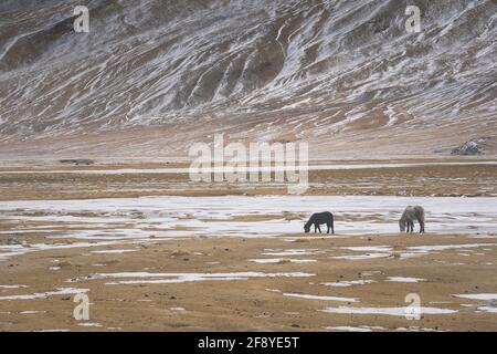 Puga Thermalquellen, Ladakh, Jammu und Kaschmir, Indien Stockfoto