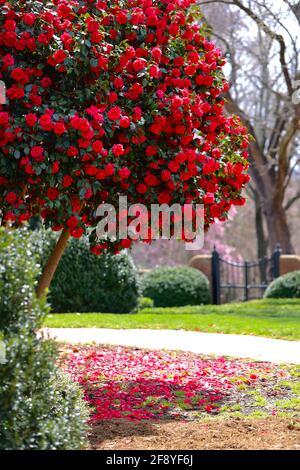Faszinierende Kamelie Stockfoto