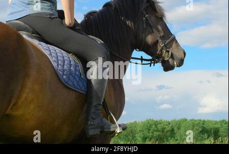 Die Reiterin sitzt in ihrem Sattel mit lockeren Zügeln im Freien, hinter dem Blick. Frau und ihr Lorbeer sind in ländlicher Nahaufnahme. Stockfoto