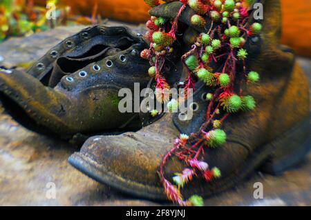 Nahaufnahme von alten Stiefeln und Pflanzen Stockfoto