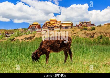 Eine Kuh ist das Schmieden vor dem Kloster Ganden Sumtseling (Sungtseling) in Yunnan, China. Stockfoto