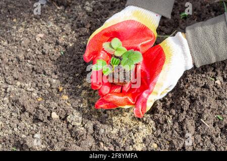 Eine Frau mit Handschuhen hält einen jungen Erdbeerkeimling, der für die Pflanzung vorbereitet ist. Gartenbau und Gartenbau. Stockfoto