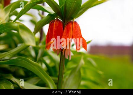 Blühende Orangenlilie auf einem Straßenblumenbett im Garten. Frühlingsblumen. Stockfoto