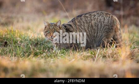 Europäische Wildkatze schleicht sich in der Frühlingsnatur auf Grasland Stockfoto