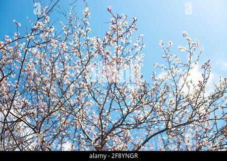 Blühender Sakura-Baum, wunderschöne weiße Blüten an den Ästen gegen den blauen Himmel. Frühling unscharfer Hintergrund. Stockfoto