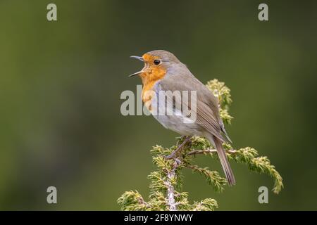 Europäischer Rotkehlchen (Erithacus rubecula), Singvögel singen im Frühjahr auf Zweig Stockfoto