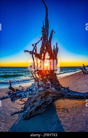 Muscheln am Baum am Strand bei Sonnenuntergang, Lovers Key Beach, Fort Myers, Florida, USA Stockfoto