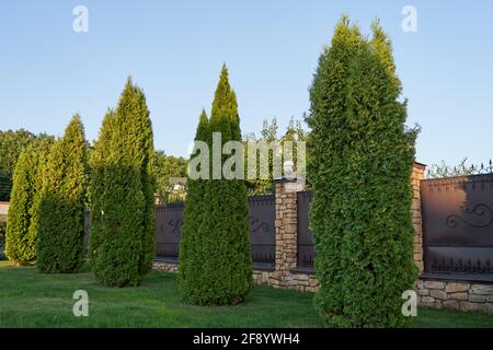 Hohe Thuja-Bäume wachsen in der Nähe des Zauns eines Privates Haus Stockfoto