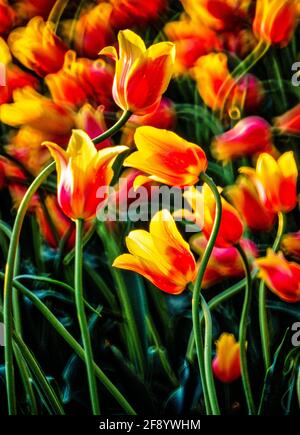 Nahaufnahme von roten und gelben Tulpen Stockfoto