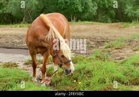 Porträt eines roten Pferdes mit seinem blauen Halfter. Stockfoto