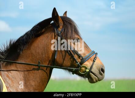 Pferd mit seinem schwarzen Waffelenzaum ist im Freien, Nahaufnahme Porträt. Trotter steht auf dem wunderschönen unscharfen Hintergrund, Seitenansicht. Stockfoto