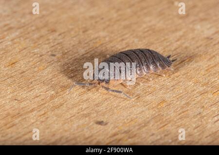 Ein gewöhnlicher rauer Holzfäller oder einfach ein rauer Holzfäller (Porcellio Scaber), der auf einem Stück Holz steht. Stockfoto