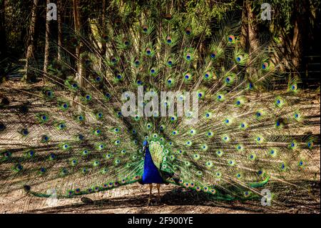 Männlicher indischer Pfauenhuhn. Blauer ausgewachsener Pfau mit Schwänzen zur Paarung im Frühjahr. Schönheit in der Natur. Stockfoto