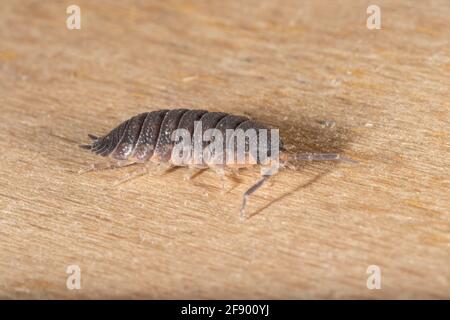 Ein gewöhnlicher rauer Holzfäller oder einfach ein rauer Holzfäller (Porcellio Scaber), der auf einem Stück Holz steht. Stockfoto