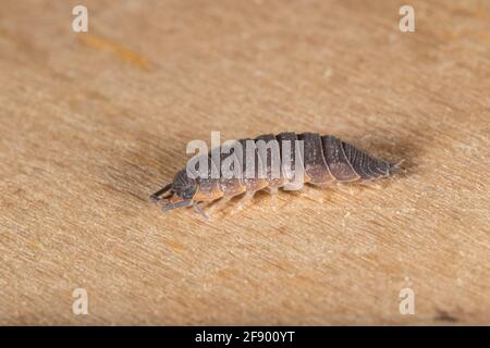 Ein gewöhnlicher rauer Holzfäller oder einfach ein rauer Holzfäller (Porcellio Scaber), der auf einem Stück Holz steht. Stockfoto