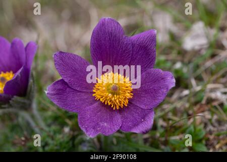 Eine Passblume (Pulsatilla vulgaris), die das Frühlingswetter auf einem britischen Kalkhang genießt. Stockfoto