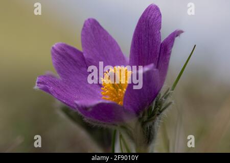 Eine Passblume (Pulsatilla vulgaris), die das Frühlingswetter auf einem britischen Kalkhang genießt. Stockfoto