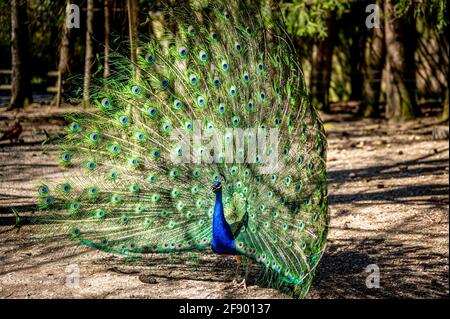 Männlicher indischer Pfauenhuhn. Blauer ausgewachsener Pfau mit Schwänzen zur Paarung im Frühjahr. Schönheit in der Natur. Stockfoto