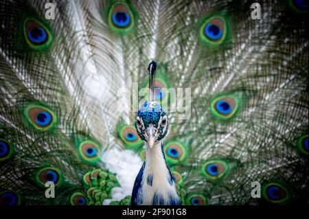 Junger männlicher erwachsener indischer Pfauenhuhn. Porträt eines blauen Pfaus. Schwanz mit neuen weißen Federn im Frühjahr. Nahaufnahme von Kopf und Schwanz. Schönheit in der Natur. Stockfoto