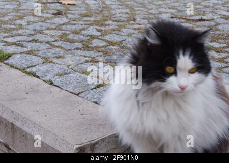 Schwarze und weiße fette Katze auf der Treppe Stockfoto