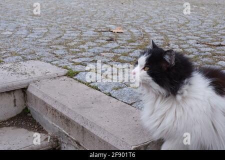 Schwarze und weiße fette Katze auf der Treppe Stockfoto