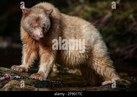 Spirit- oder Kermode-Bären im British Columbia Rainforest, Kanada Stockfoto