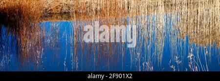 Gras spiegelt sich im Wasser im Bosque Del Apache National Wildlife Refuge, New Mexico, USA Stockfoto