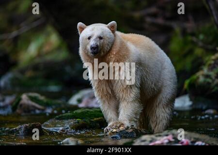 Kermode oder Spirit Bear im British Columbia Rainforest in Kanada Stockfoto
