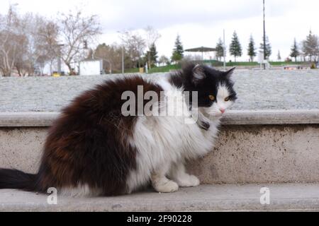 Schwarze und weiße fette Katze auf der Treppe Stockfoto