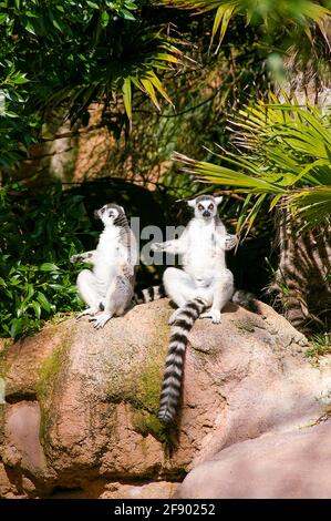 Ring Tailed Lemur, Lemur catta, im Bioparc Fuengirola, Fuengirola Zoo, Spanien. Scheint auf Felsen zu sonnenbaden. Paar Ringschwanzlemuren Stockfoto