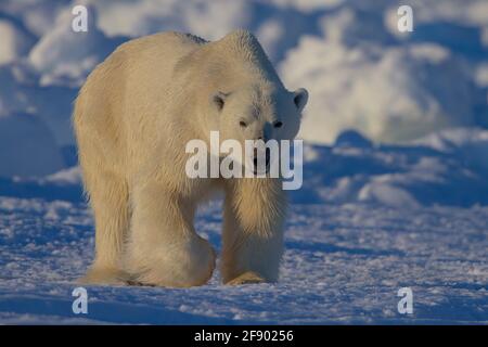 Eisbär am arktischen Schollen auf der Insel Baffin, Nunavut, Kanada Stockfoto