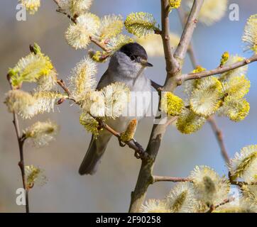 Männliche Schwarzmütze zeigt sich in der frühen Morgensonne gut Stockfoto