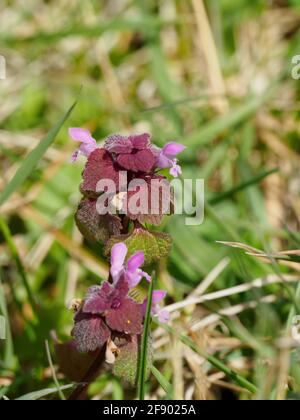 Lamium purpureum, bekannt als rote Totennessel, violette Totennessel oder purpurner Erzengel. Stockfoto