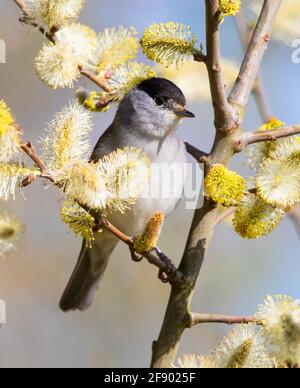 Männliche Schwarzmütze zeigt sich in der frühen Morgensonne gut Stockfoto