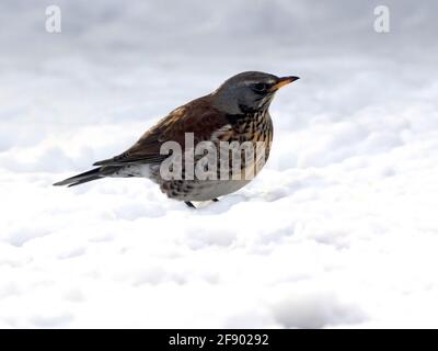 Wacholderdrossel stehen im Schnee Stockfoto