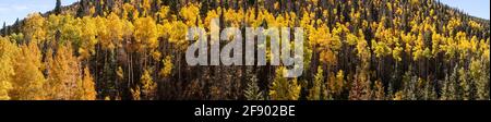 Blick auf den Herbstwald, New Mexico, USA Stockfoto