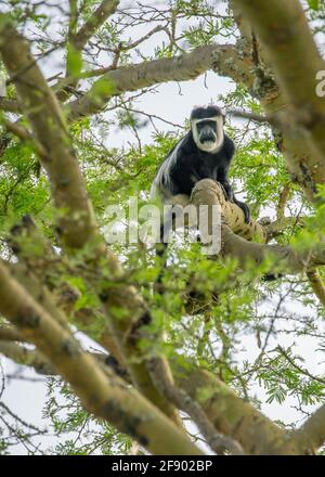 Schwarz-weißer Colobus-Affe im Baum, Uganda Afrika Stockfoto