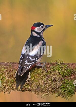 Männlich great spotted Woodpecker thront Stockfoto