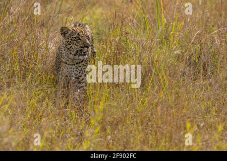 Leopard in den hohen Gräsern des Uganda Africa National Parken Stockfoto