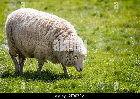 Nahaufnahme eines Romney-Schafes, das auf Gras auf einer Wasserwiese in Wiltshire, Großbritannien, grast Stockfoto