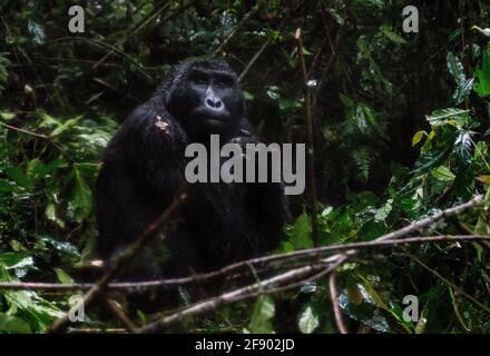 Silverback-Berggorilla im Bwindi National Rainforest, Uganda Stockfoto