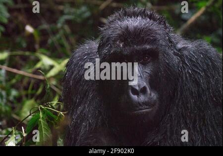 Silverback-Berggorilla im Bwindi National Rainforest, Uganda Stockfoto