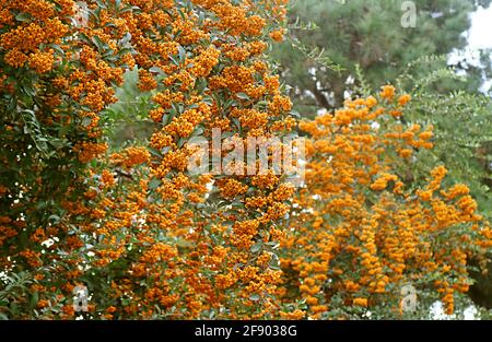 Trauben von lebendigen Orangenbeeren des Firethorns (Pyracantha) wachsen entlang Der Zaun Stockfoto