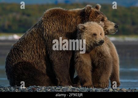 Coastal Brown Bär im Katmai National Park, Alaska mit Jungtier. Stockfoto