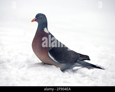 Gemeinsame Ringeltaube stehen im Schnee Stockfoto